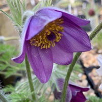 Pulsatilla vulgaris 'Heiler Hybrids'